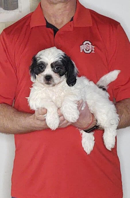 Oliver, 9-week-old male Shih Tzu Bichon Mix