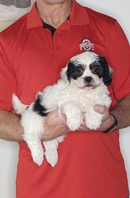 Oliver, 9-week-old male Shih Tzu Bichon Mix