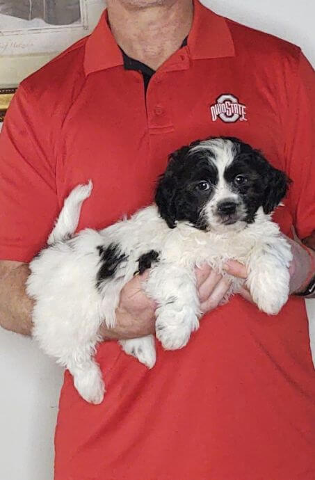 Oscar, 9-week-old male Shih Tzu Bichon Mix