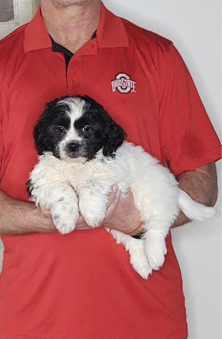 Oscar, 9-week-old male Shih Tzu Bichon Mix