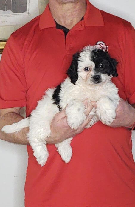 Ozzy, 9-week-old male Shih Tzu Bichon Mix