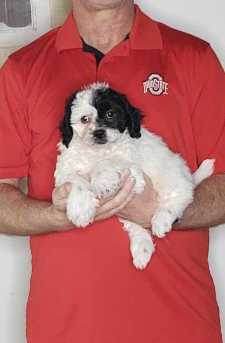 Ozzy, 9-week-old male Shih Tzu Bichon Mix