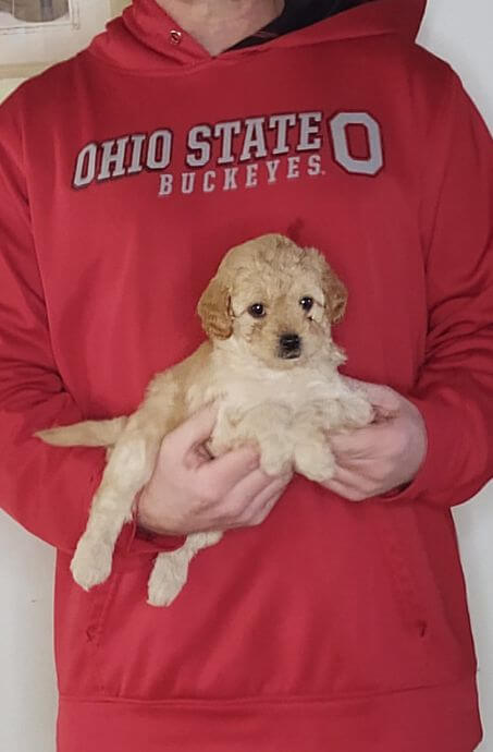 Parker, 8-week-old Male Cavapoo Shelty mix