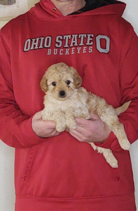 Parker, 8-week-old Male Cavapoo Shelty mix