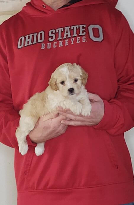 Peaches, 8-week-old Female Cavapoo Shelty mix