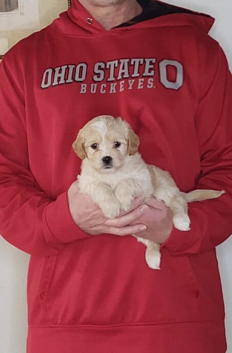 Peaches, 8-week-old Female Cavapoo Shelty mix