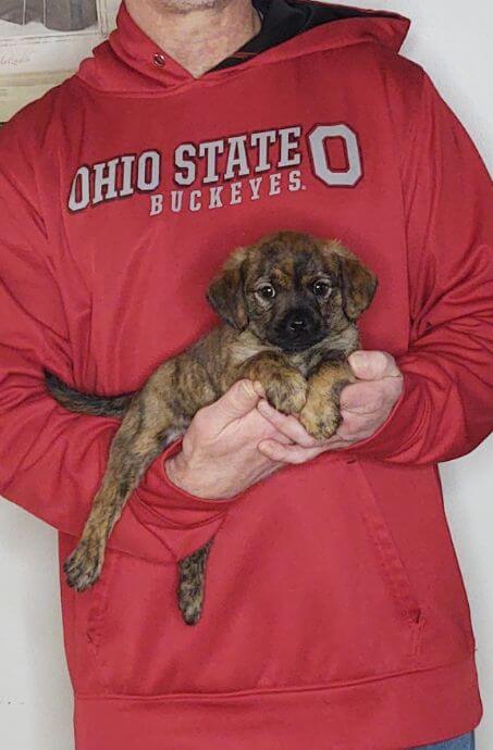 Peanut, 8-week-old Male Cavapoo Shelty mix