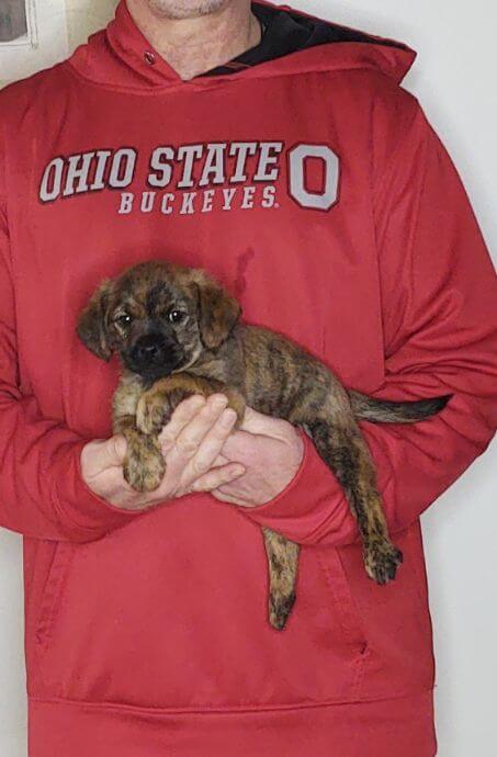 Peanut, 8-week-old Male Cavapoo Shelty mix