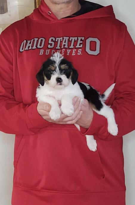 Penny, 8-week-old Female Cavapoo Shelty mix