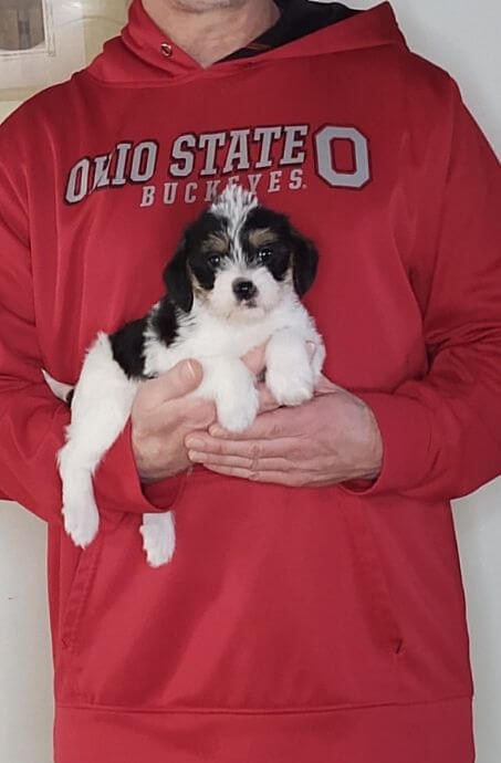 Penny, 8-week-old Female Cavapoo Shelty mix