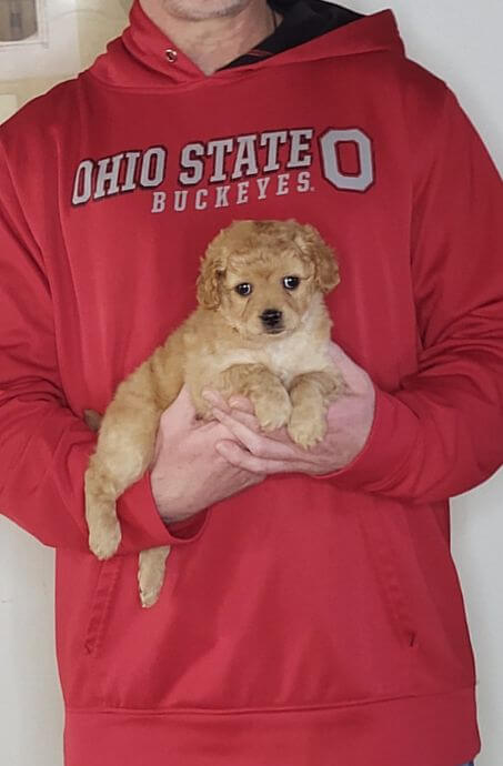 Pixie, 8-week-old Female Cavapoo Shelty mix