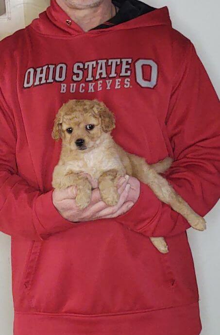 Pixie, 8-week-old Female Cavapoo Shelty mix