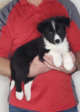 Rascal, 10-week-old Mini Australian Shepherd, Border Collie, Schipperke