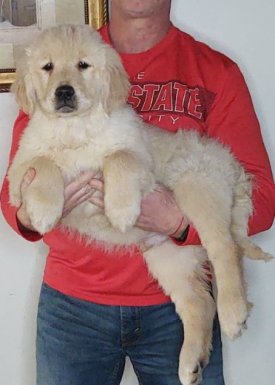 Sam, Male 14-week-old Golden Retriever Mix