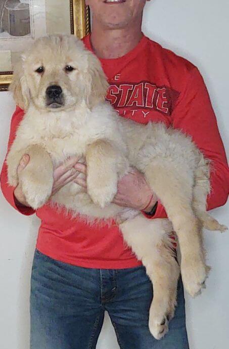 Sam, Male 14-week-old Golden Retriever Mix