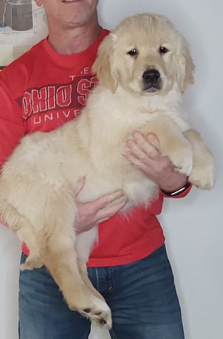 Sam, Male 14-week-old Golden Retriever Mix