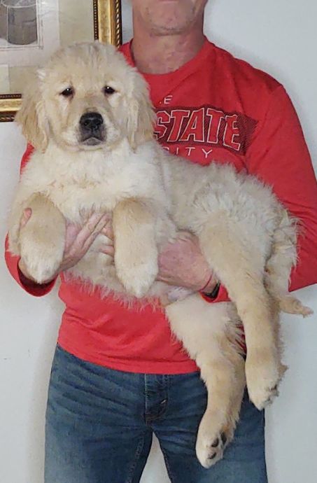 Sam, Male 14-week-old Golden Retriever Mix