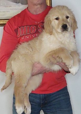 Savannah, Female 14-week-old Golden Retriever Mix