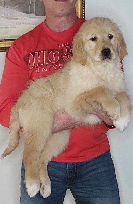 Savannah, Female 14-week-old Golden Retriever Mix