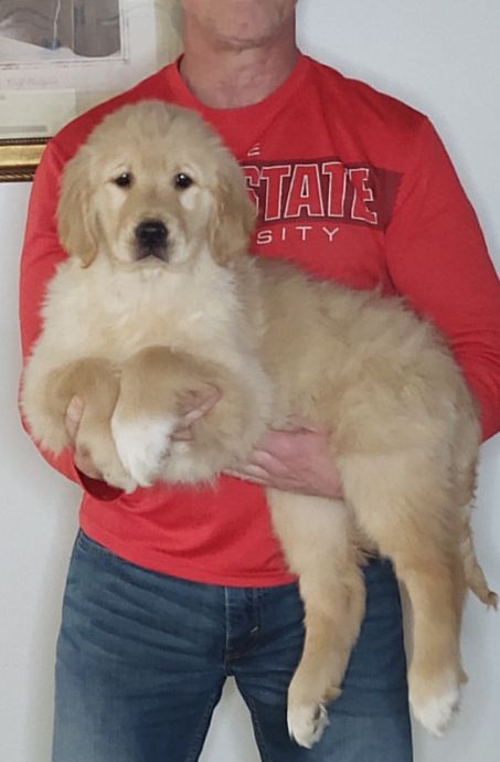 Savannah, Female 14-week-old Golden Retriever Mix