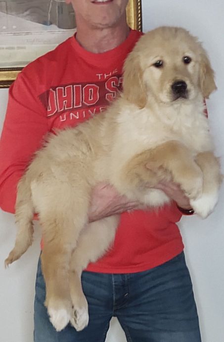 Savannah, Female 14-week-old Golden Retriever Mix