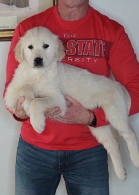 Scout, Male 14-week-old Golden Retriever Mix