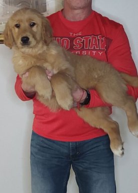 Sport, Male 14-week-old Golden Retriever Mix