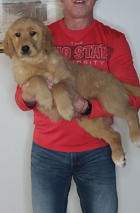 Sport, Male 14-week-old Golden Retriever Mix