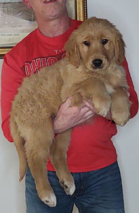 Sport, Male 14-week-old Golden Retriever Mix