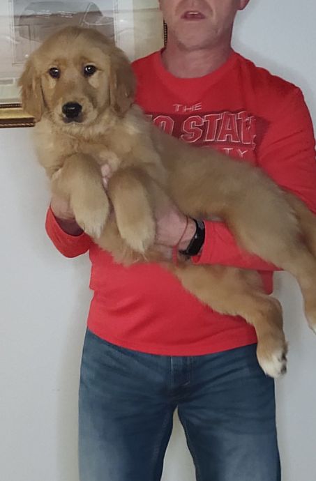 Sport, Male 14-week-old Golden Retriever Mix