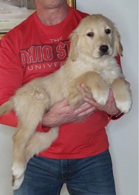 Summer, Female 14-week-old Golden Retriever Mix