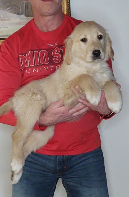 Summer, Female 14-week-old Golden Retriever Mix