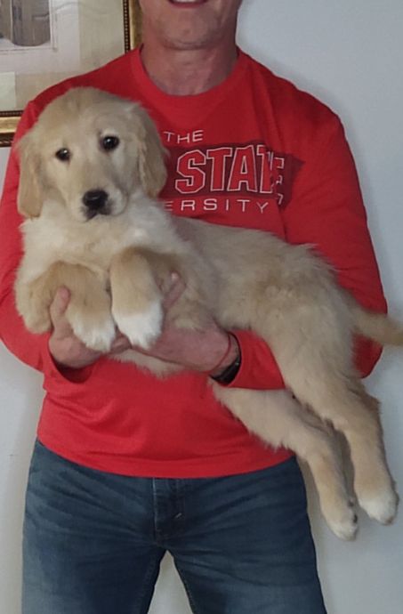 Summer, Female 14-week-old Golden Retriever Mix