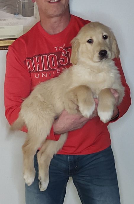 Summer, Female 14-week-old Golden Retriever Mix