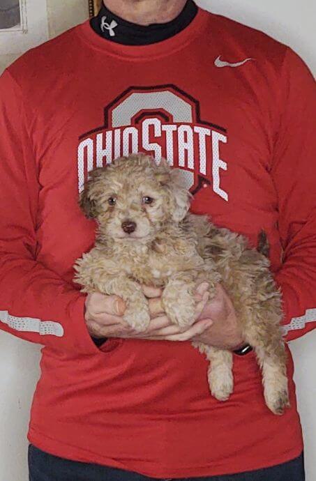 Willow, an 8-week-old Mini Poodle