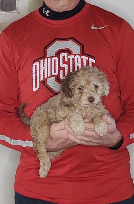 Willow, an 8-week-old Mini Poodle