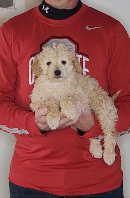 Wyatt, an 8-week-old Mini Poodle