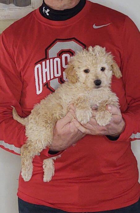 Wyatt, an 8-week-old Mini Poodle