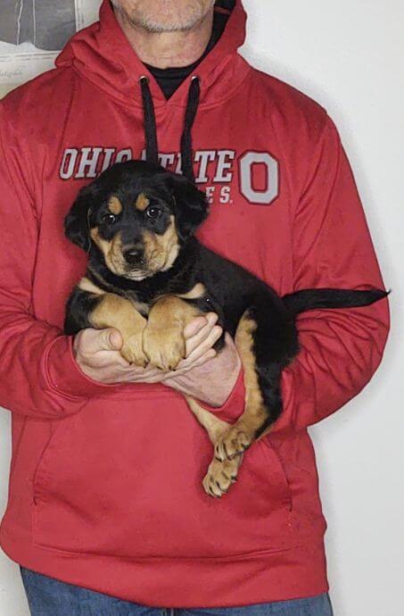 Zoey, 8-week-old female Lab Australian Shepherd Golden Retriever mix