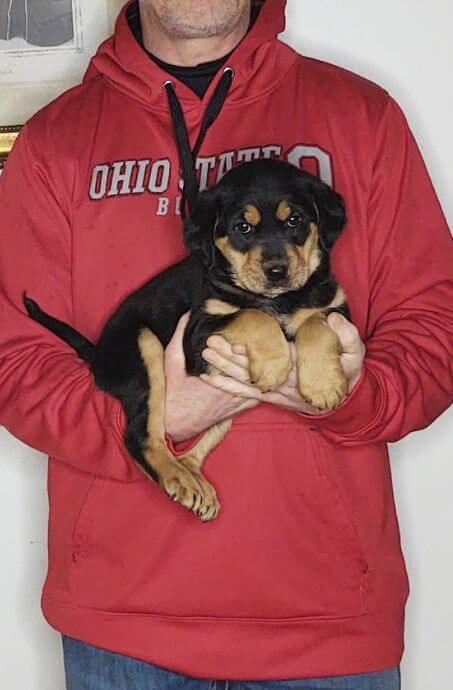 Zoey, 8-week-old female Lab Australian Shepherd Golden Retriever mix