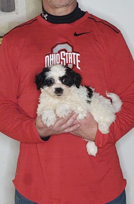 Abby, an 8-week-old female Shih Tzu Bichon