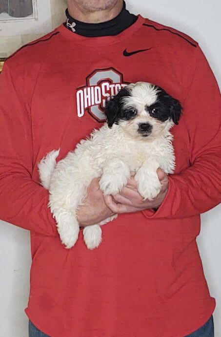 Abby, an 8-week-old female Shih Tzu Bichon