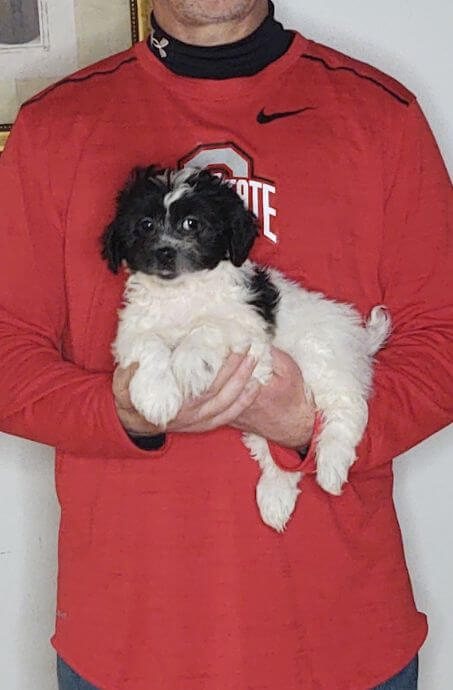 Ace, an 8-week-old male Shih Tzu Bichon