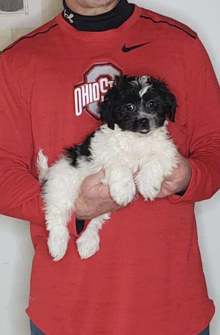 Ace, an 8-week-old male Shih Tzu Bichon