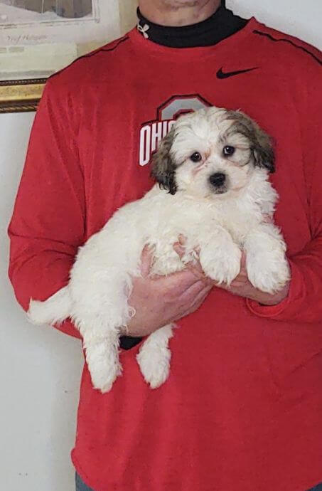 Andre, an 8-week-old male Shih Tzu Bichon