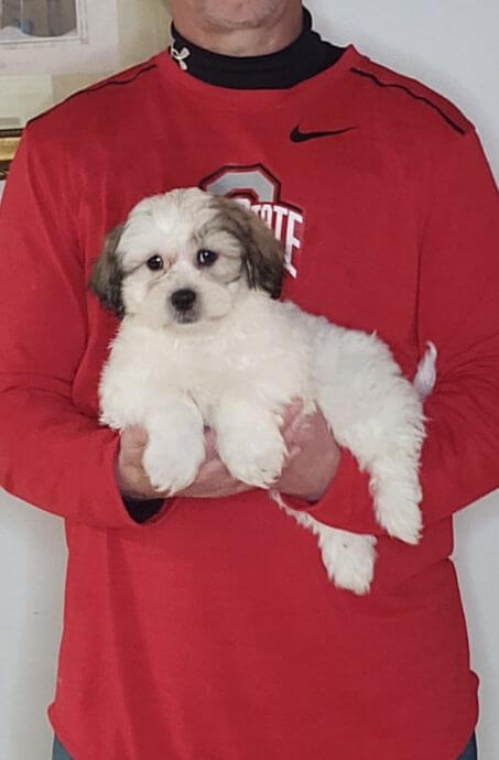 Andre, an 8-week-old male Shih Tzu Bichon