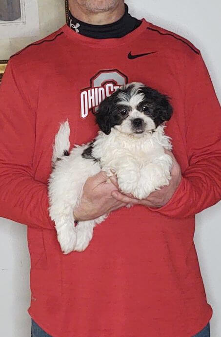 Anna, an 8-week-old female Shih Tzu Bichon