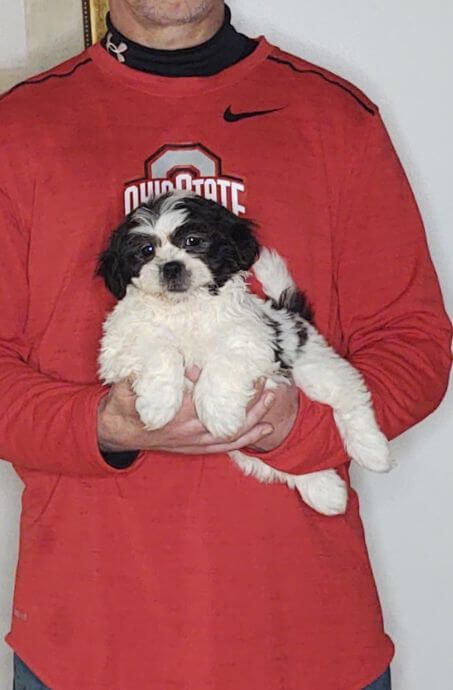 Anna, an 8-week-old female Shih Tzu Bichon