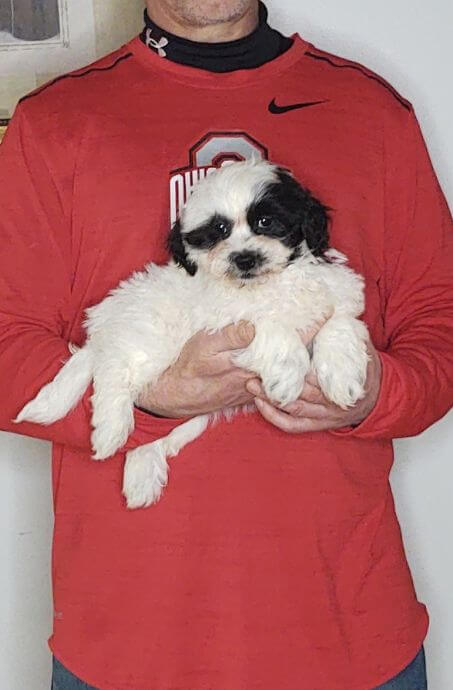 Apollo, an 8-week-old male Shih Tzu Bichon