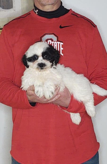 Apollo, an 8-week-old male Shih Tzu Bichon